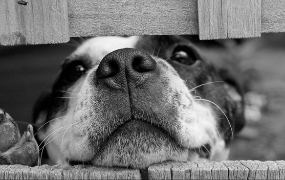 Dog peeking through a fence
