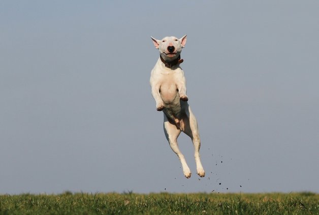Bull Terrier jumping