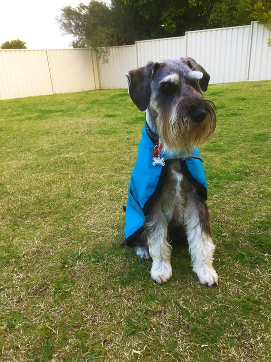 Piper Schnauzer with a coat on